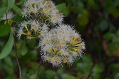Syzygium lanceolatum